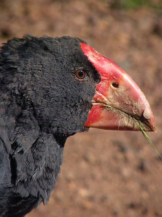 Takahe (Porphyrio hochstetteri)