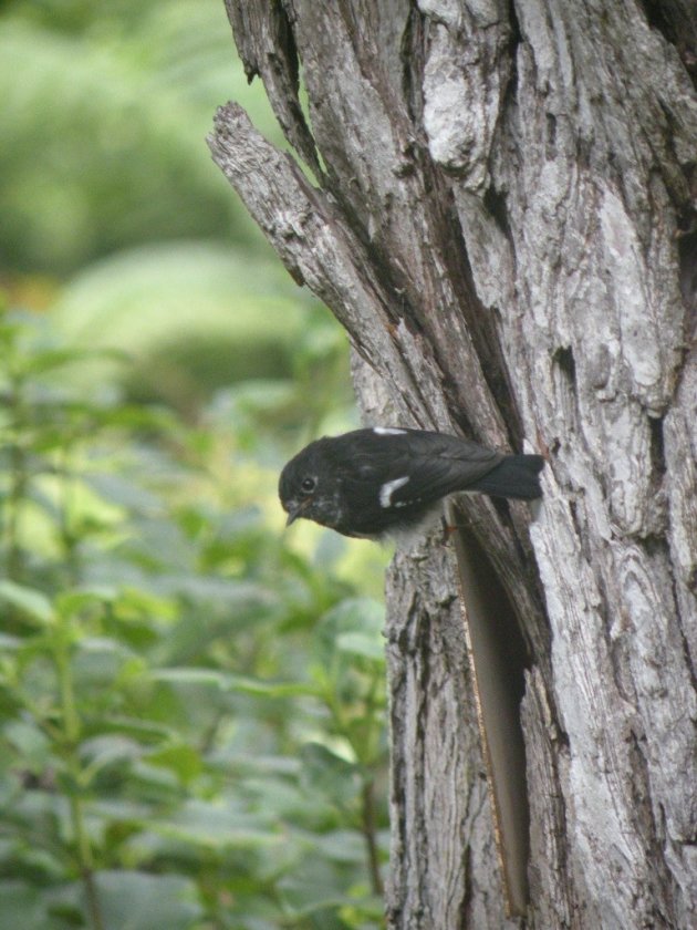 Tomtit (Petroica macrocephala toitoi)