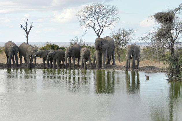 Grote dorst