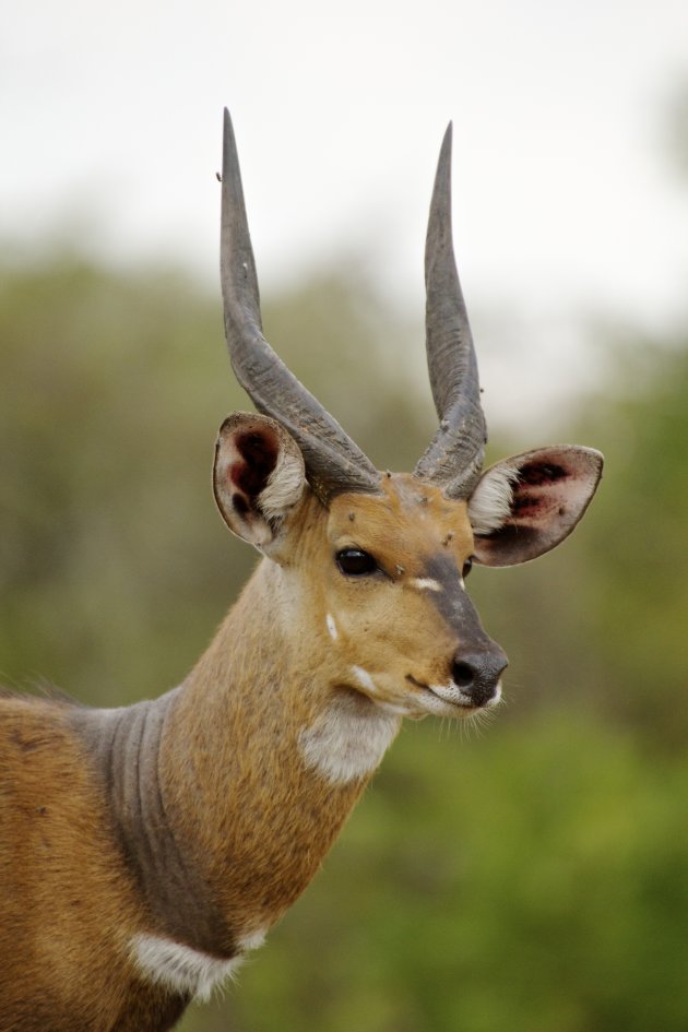 Bushbok