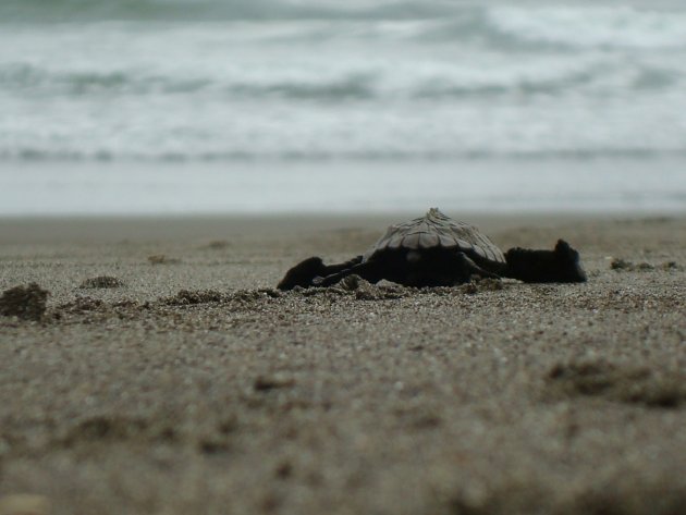 New born turtle