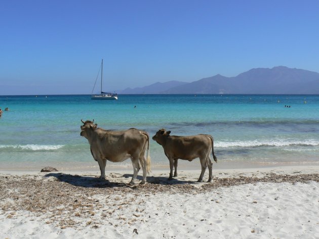 Koeien op het strand