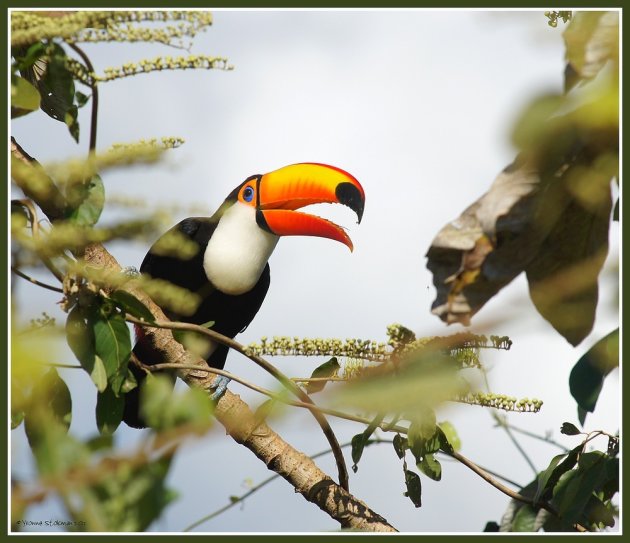 Toco Toucan