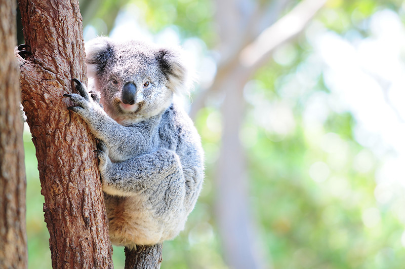 Cuddly koala deals