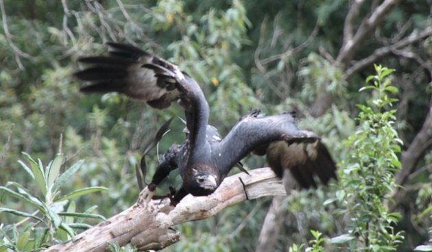 wedgetail eagle in australie
