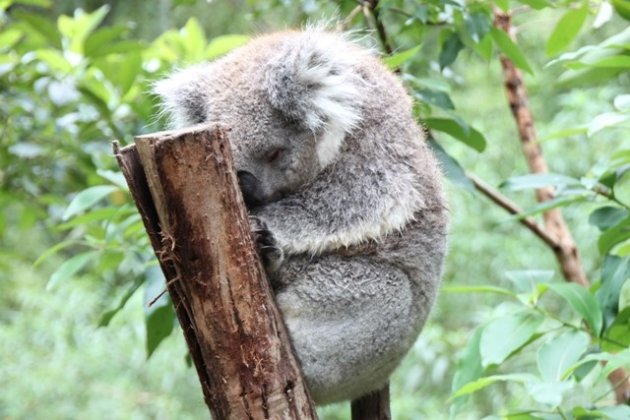 koala in australie