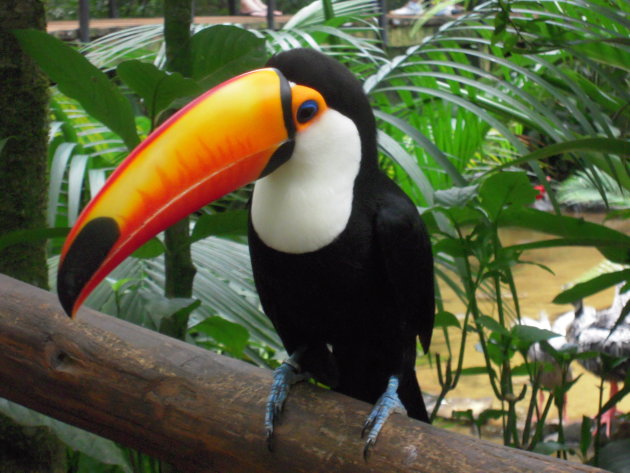 Tucan