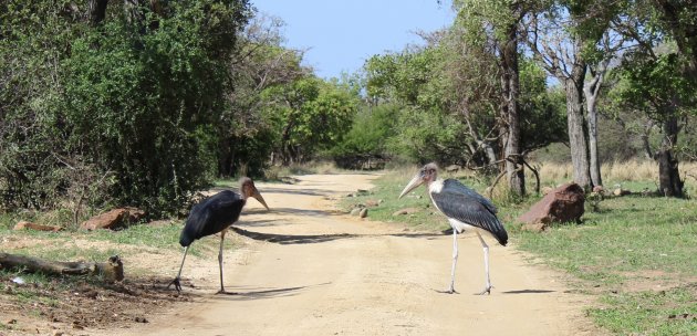 Wandelen Maraboe's