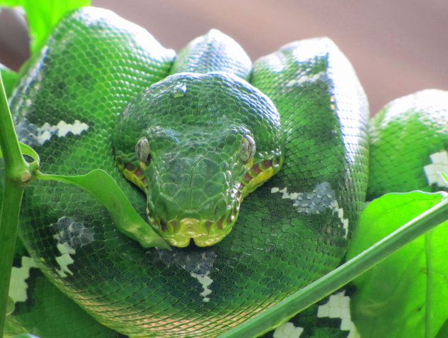 Green tree boa.