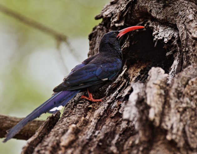 Green Wood Hoopoe