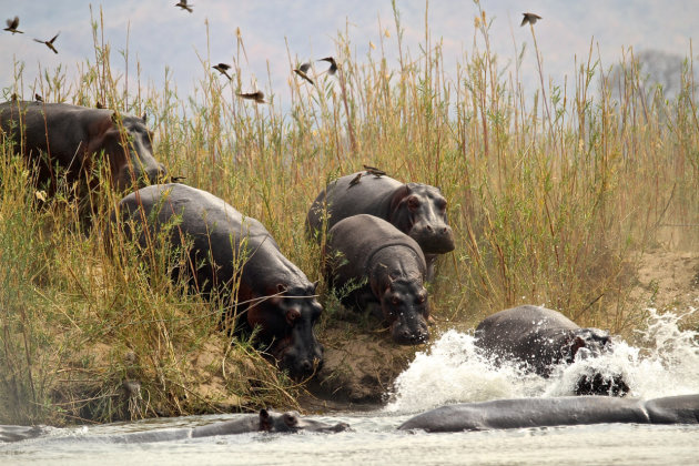 Nijlpaarden te water!