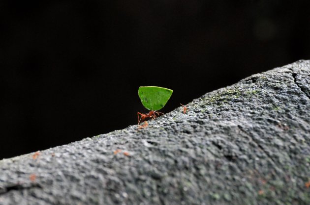Leaf cutting ant