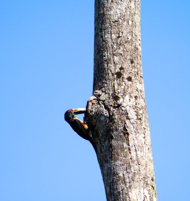 Aracari