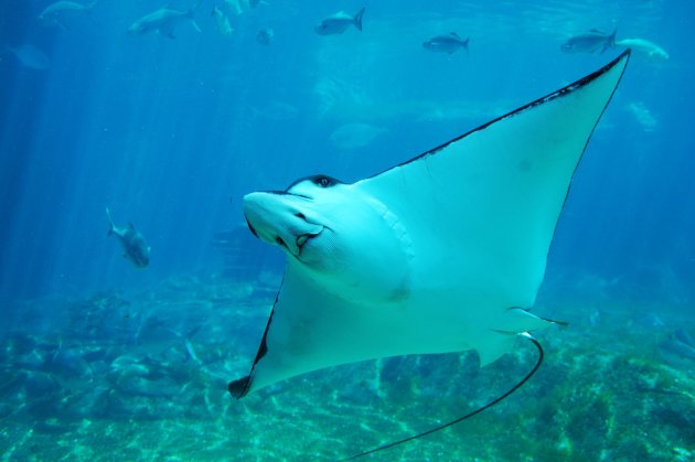 Stingray