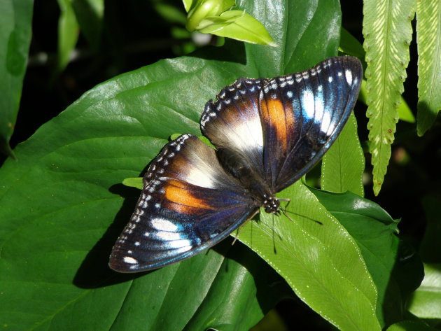 Nog een vlinder