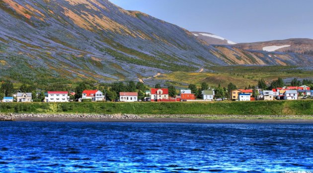 Husavik Lupines