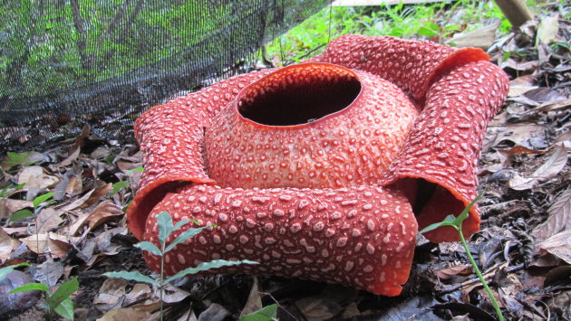 Rafflesia