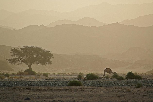 Wadi in de oostelijke woestijn