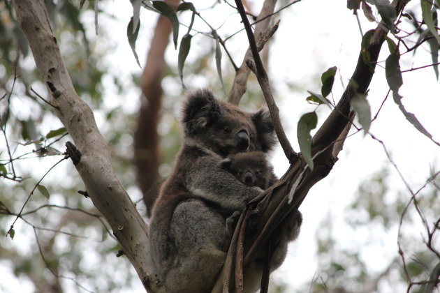 Koala met baby