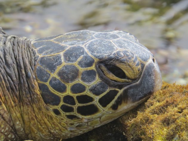 Schildpad op the Big Island Hawaii