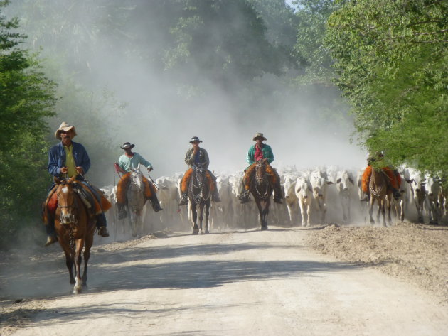 Een enorme kudde koeien wordt door een aantal cowboys naar een andere locatie gedreven. 