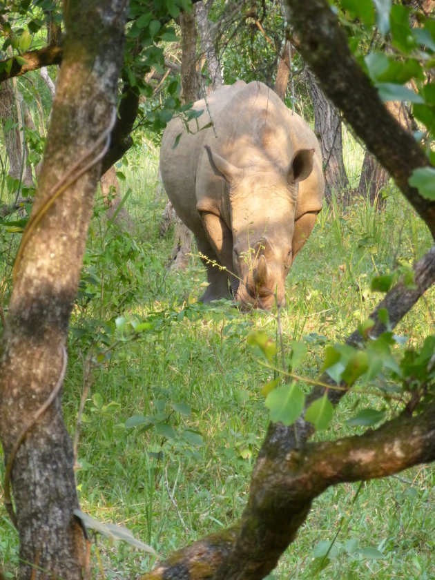 White Rhino