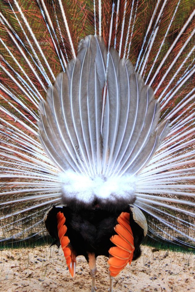 Peacock