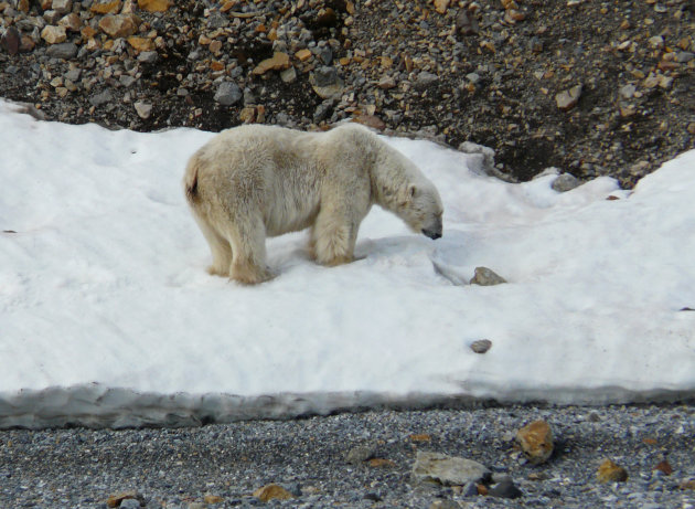 Polar bear ! #2