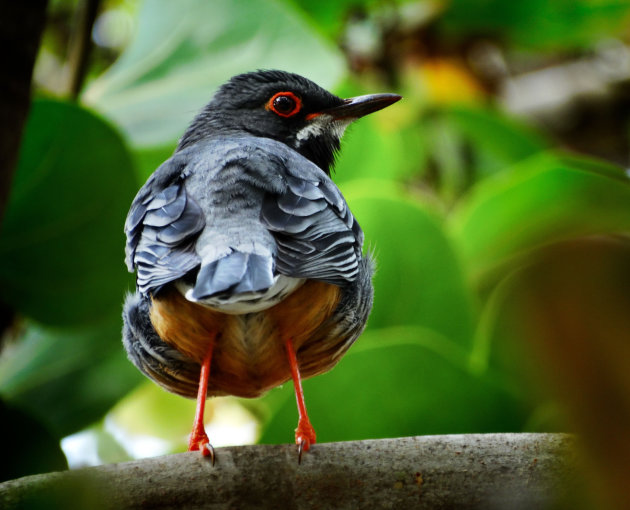 blauw rood vogeltje