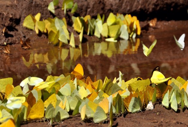 Gezonde vlinders