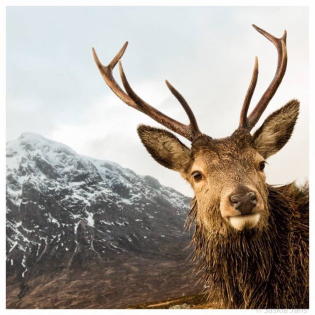 Zocht je mij? Edelhertenstier in Glencoe