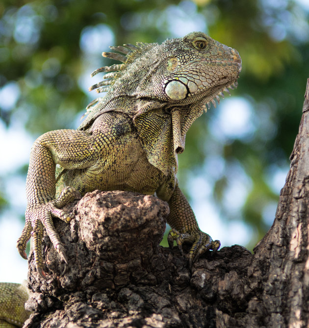 iguana