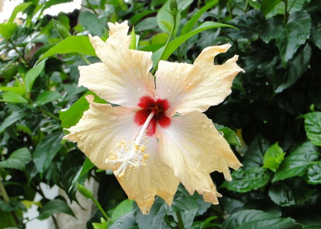 Hibiscus