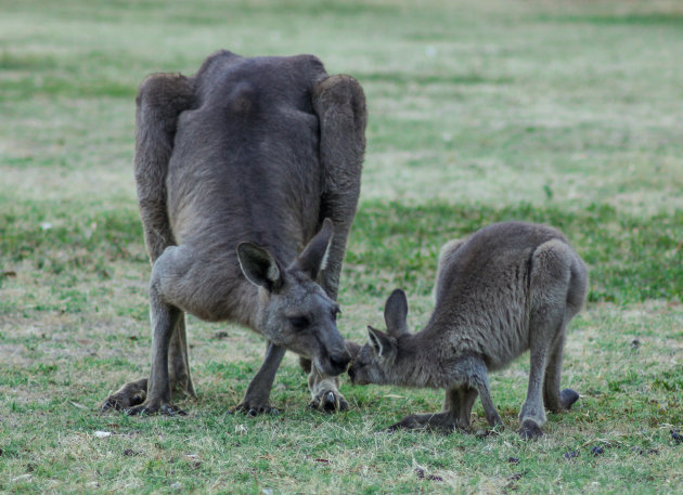 kangoeroes