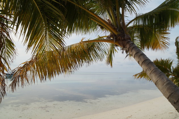 Malediven palmboom