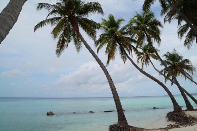 Malediven - Kromme palmbomen