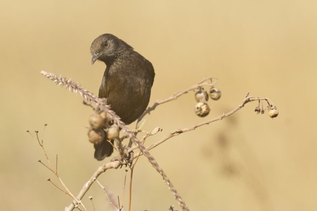 zwarte vogel