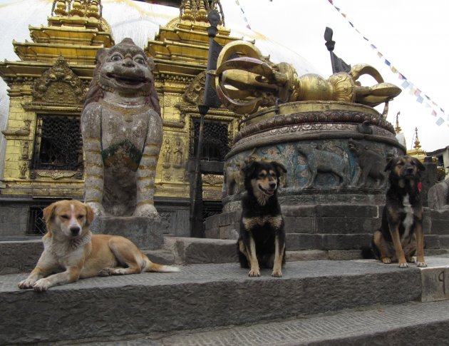 No dogs allowed in Swayambunath?