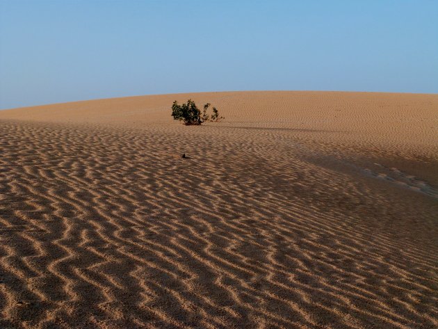 Zandduinen