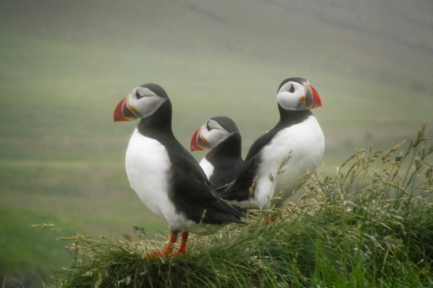 Papegaaiduikers in Noordoost IJsland