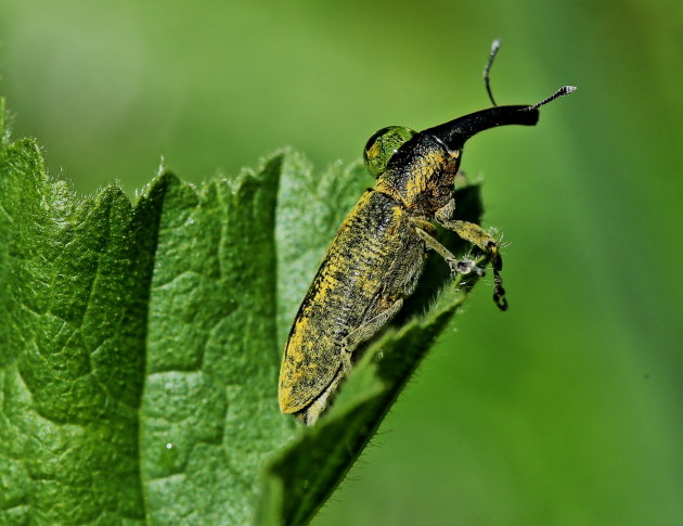 Gorgojo(Lixus Pulverulentus,)