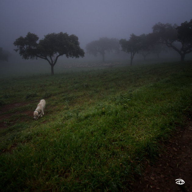 Amalia's morning walk