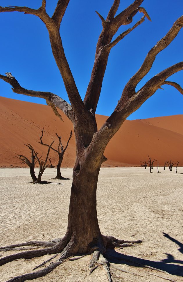 dead vlei