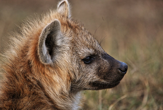 jonge hyena