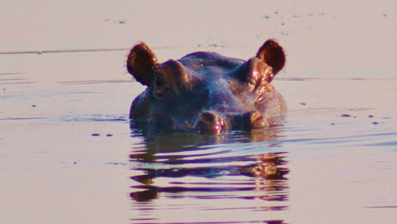 Een Nieuwsgierig nijlpaard