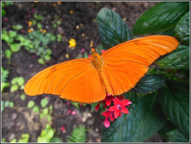 Oranje. 