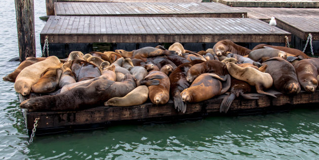 Luiwammesen op pier 39