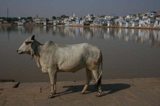 heilige koe in Udaipur