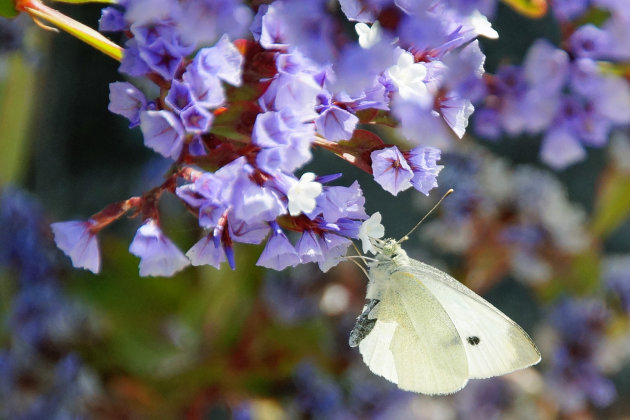 vlindertje