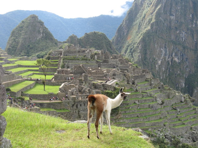 vicuna machu picchu 